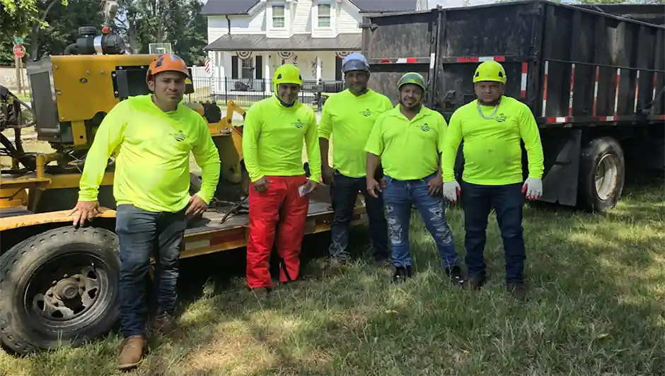 Tree Services and Affordable Tree Removal A-Team